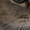 meow3