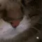 meow4