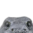 komodolurk