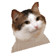 WL_partycatspin Discord emoji