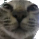 guh