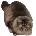wiggle_cat