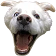 dracat1DOGCHAMP dracat1DOGCHAMP