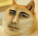 wtfdoge