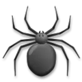 spider