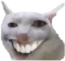 teef