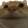 CatNodding