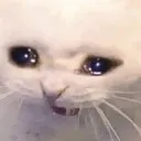 sadCat