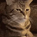 cat_bruh
