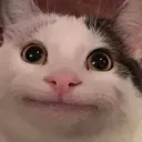 nicecat Discord Emoji