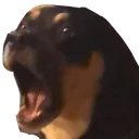 gunterDogChamp