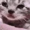 cryingcat
