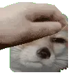 GlarePat GlarePat