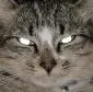 cat_death