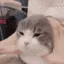 wheresmymoneystupidcat