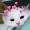 cc_wholesomecat Discord emoji