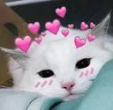 cc_wholesomecat