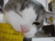 corncat