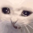 VeryCryCat