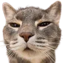 9CatAnnoyed Discord Emoji