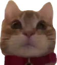 9CatStare Discord Emoji