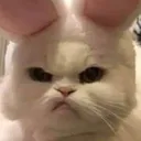 9CatAngy Discord Emoji