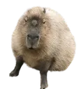 capy