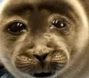 SadSeal