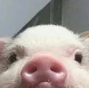 cheepgang
