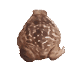 z_frogespin Discord Emoji