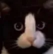 cat_pp