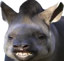 TT_TapirSmile