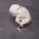 vmirusbackpain vmirusbackpain