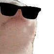 cat_vibe_cool cat_vibe_cool