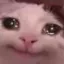 G_MagicCat