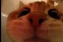 helo