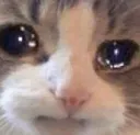 catcry