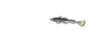 Fishspin Fishspin