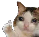 cat_thumbs