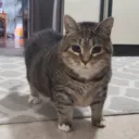thatcat