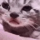 catcry