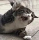 catdontgo
