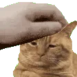 petszymex
