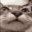 ch_urbottom Discord emoji