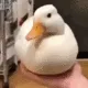 duckemote