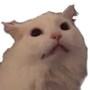 MYAA
