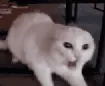 ch_angry