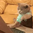 catRedditor