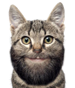 beardedcat Discord emoji