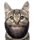 beardedcat Discord Emoji